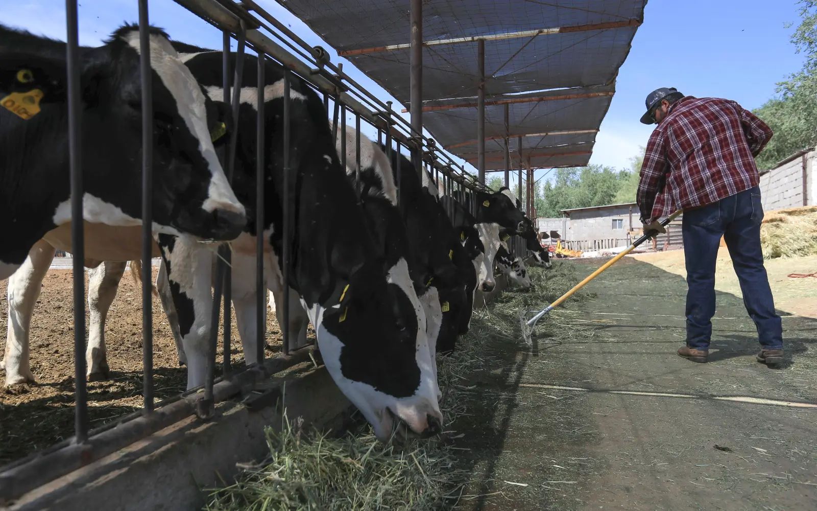 US cattle farmers caught between high costs and weary consumers