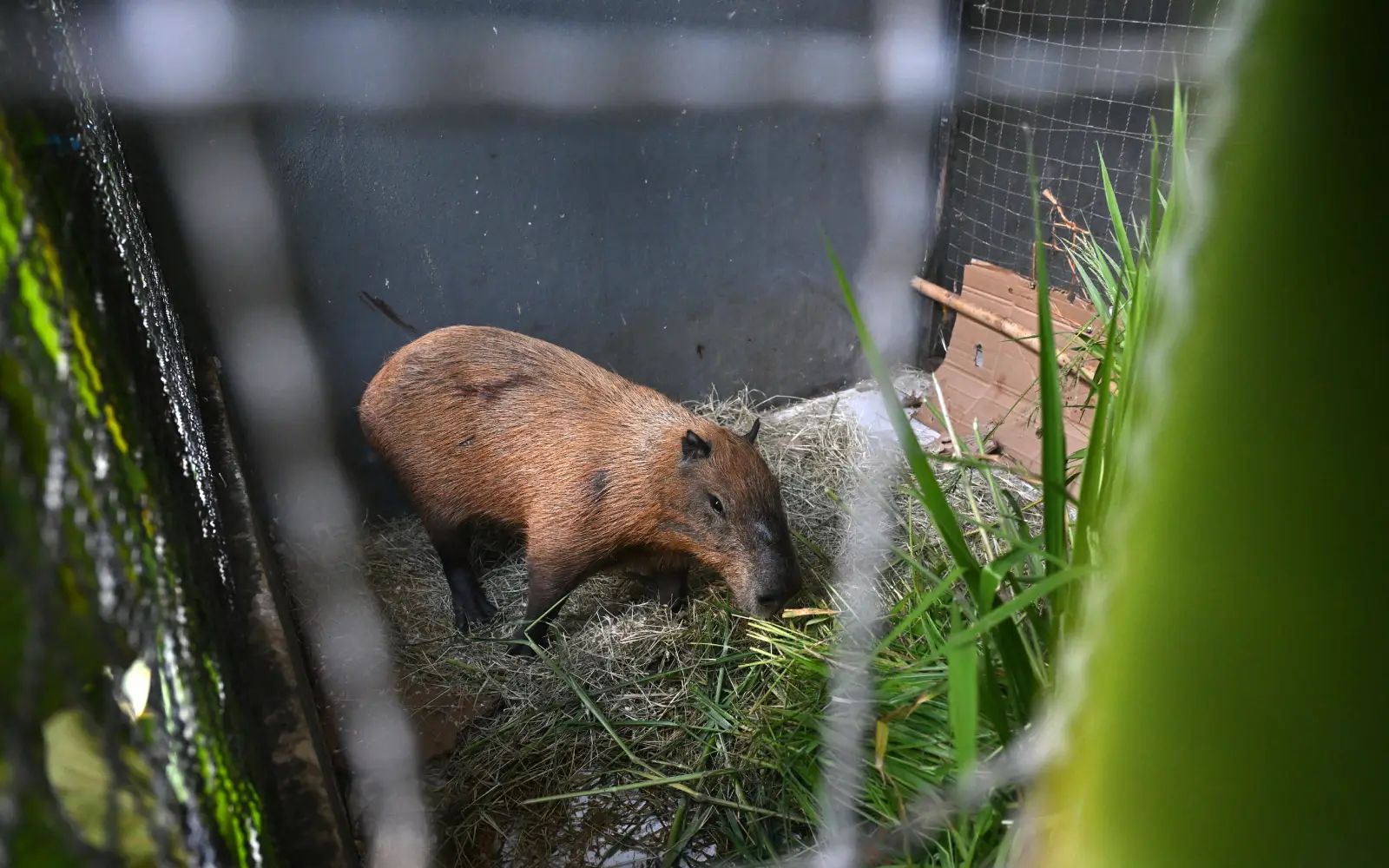 8 people arrested in Brazil for ‘brutal’ attack on capybara