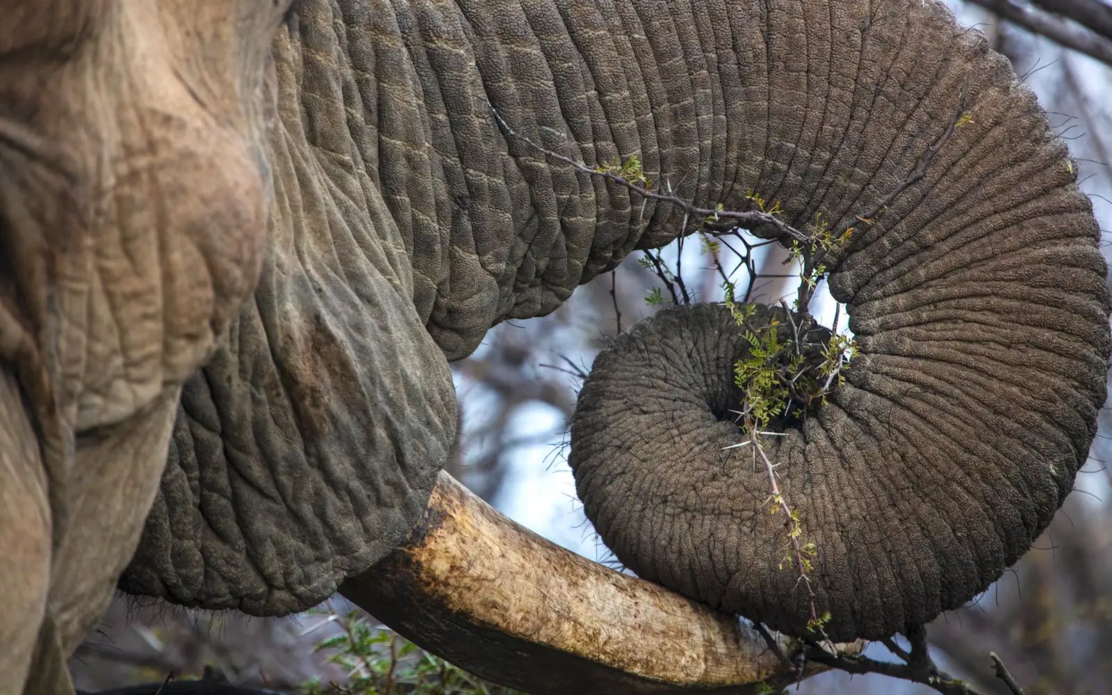 What makes the whiskers on an elephant’s trunk so extraordinary