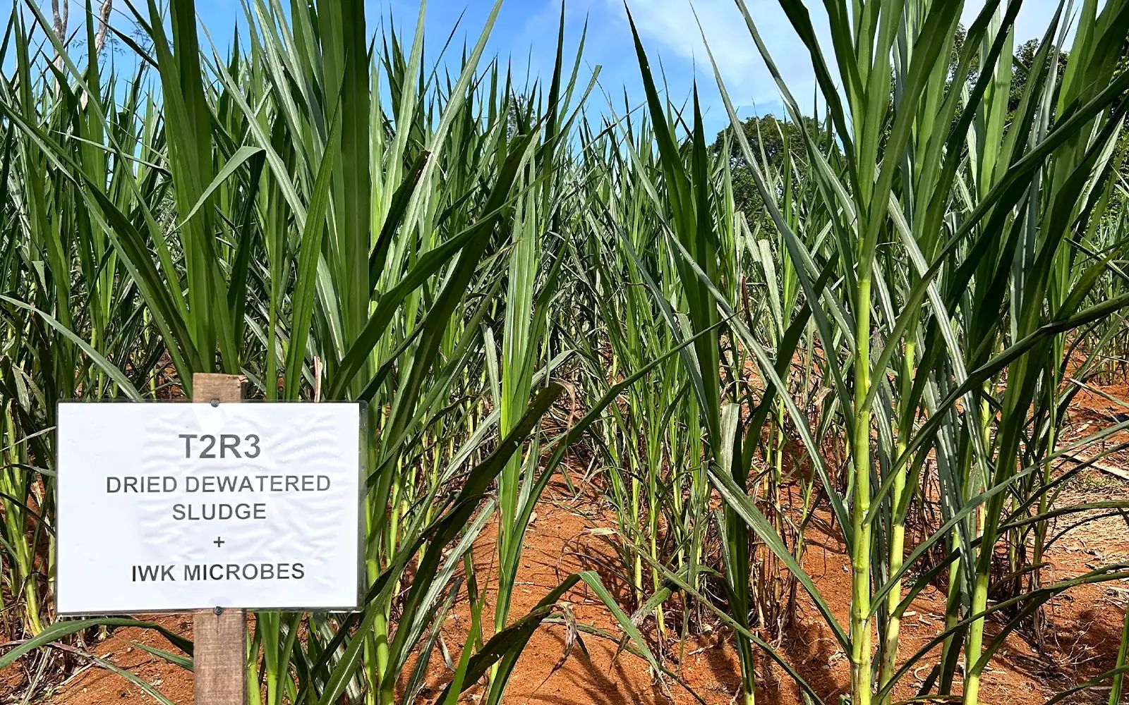 Combination of IWK’s Organic Fertiliser with IWK’s Plant Booster on Napier Grass 23426