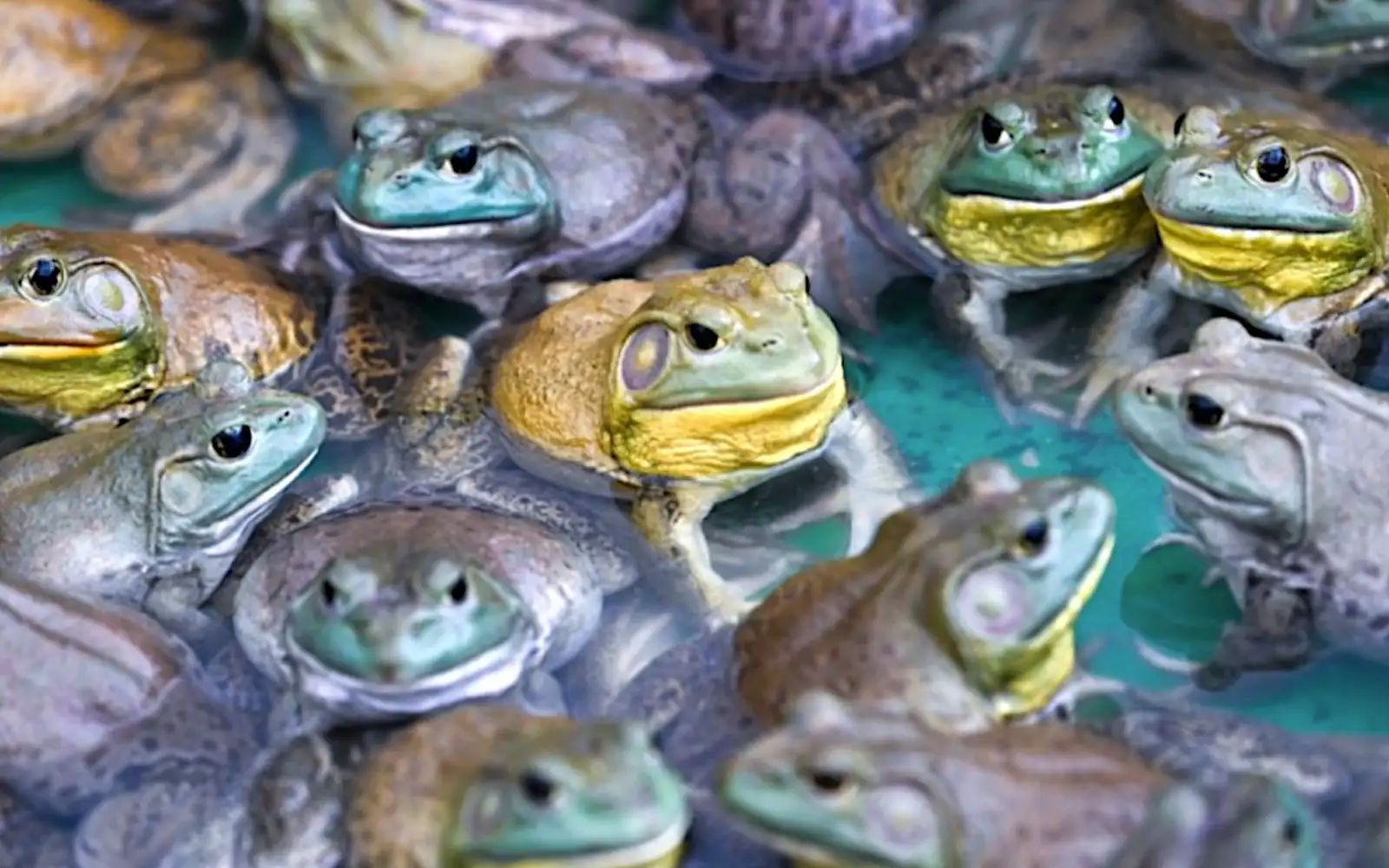 somany bullfrogs 