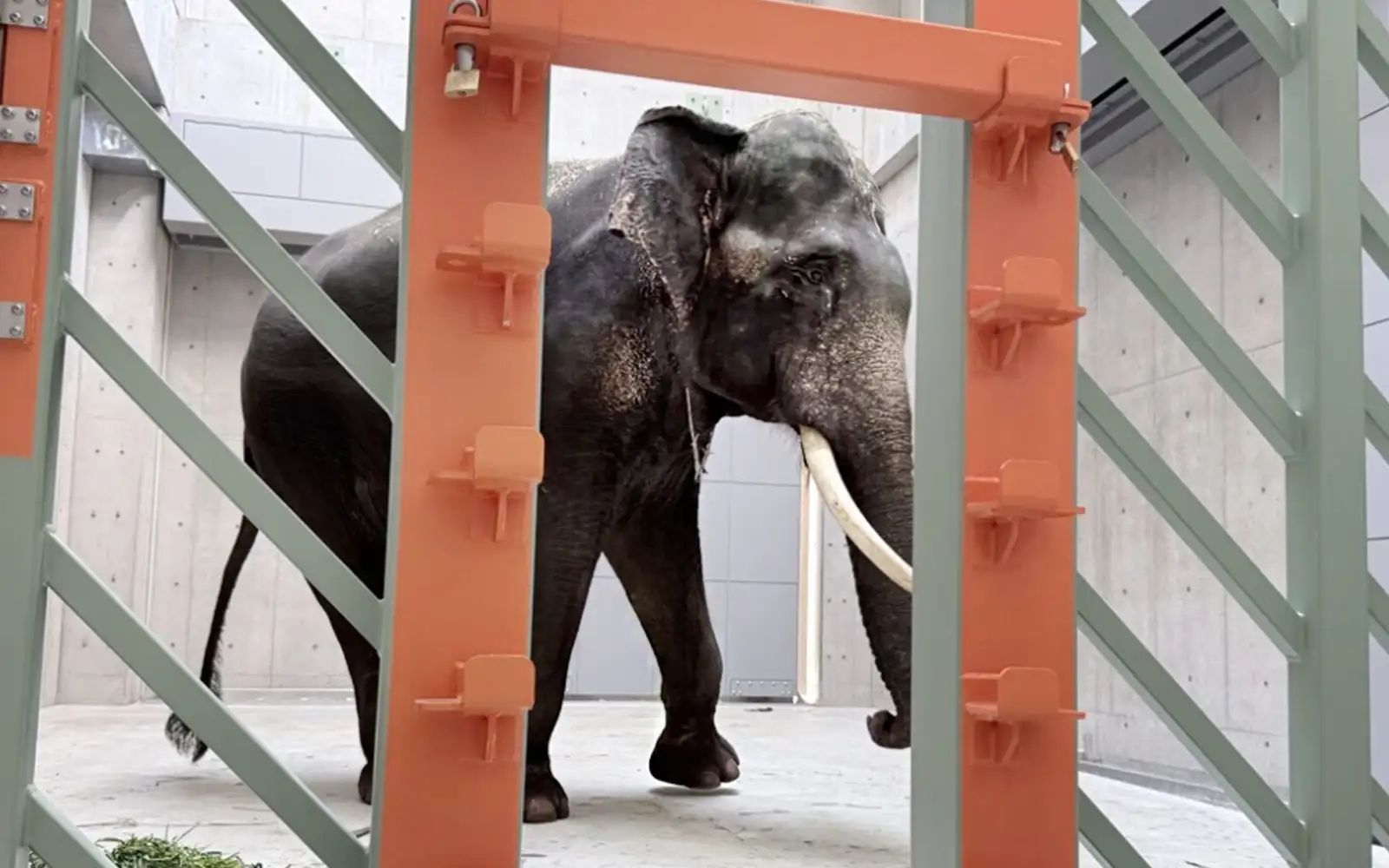 Rawatan gading si Kelat ikut prosedur, kata Perhilitan