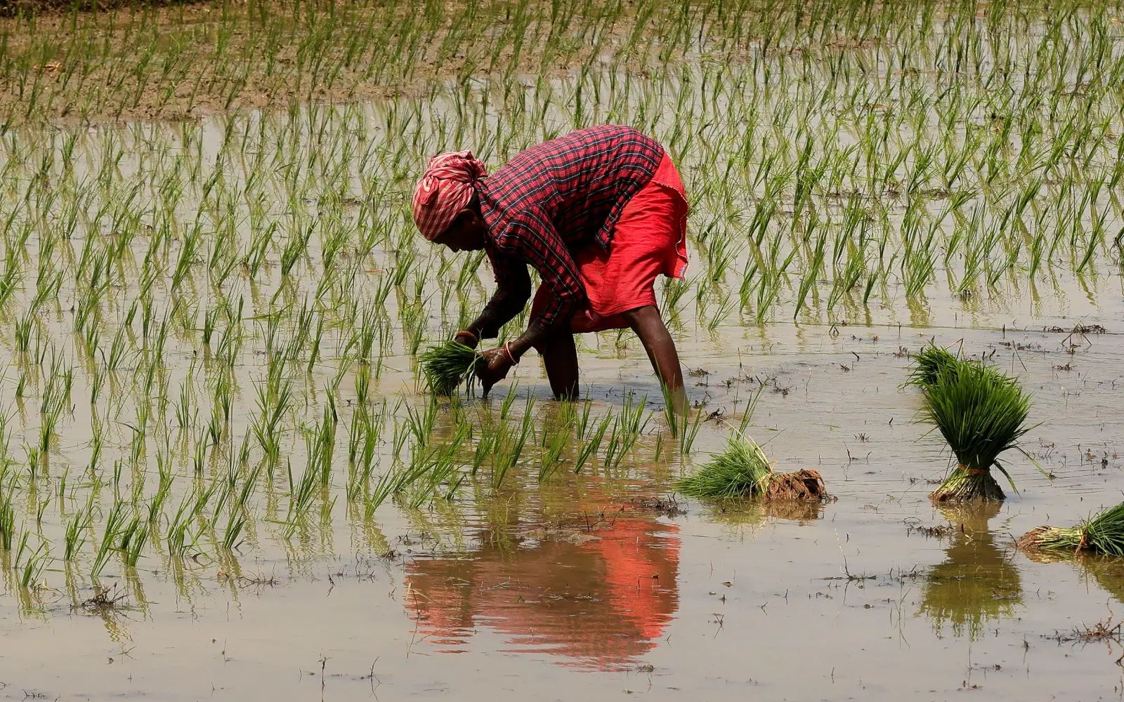 India’s fertiliser output drops a quarter on Middle East war