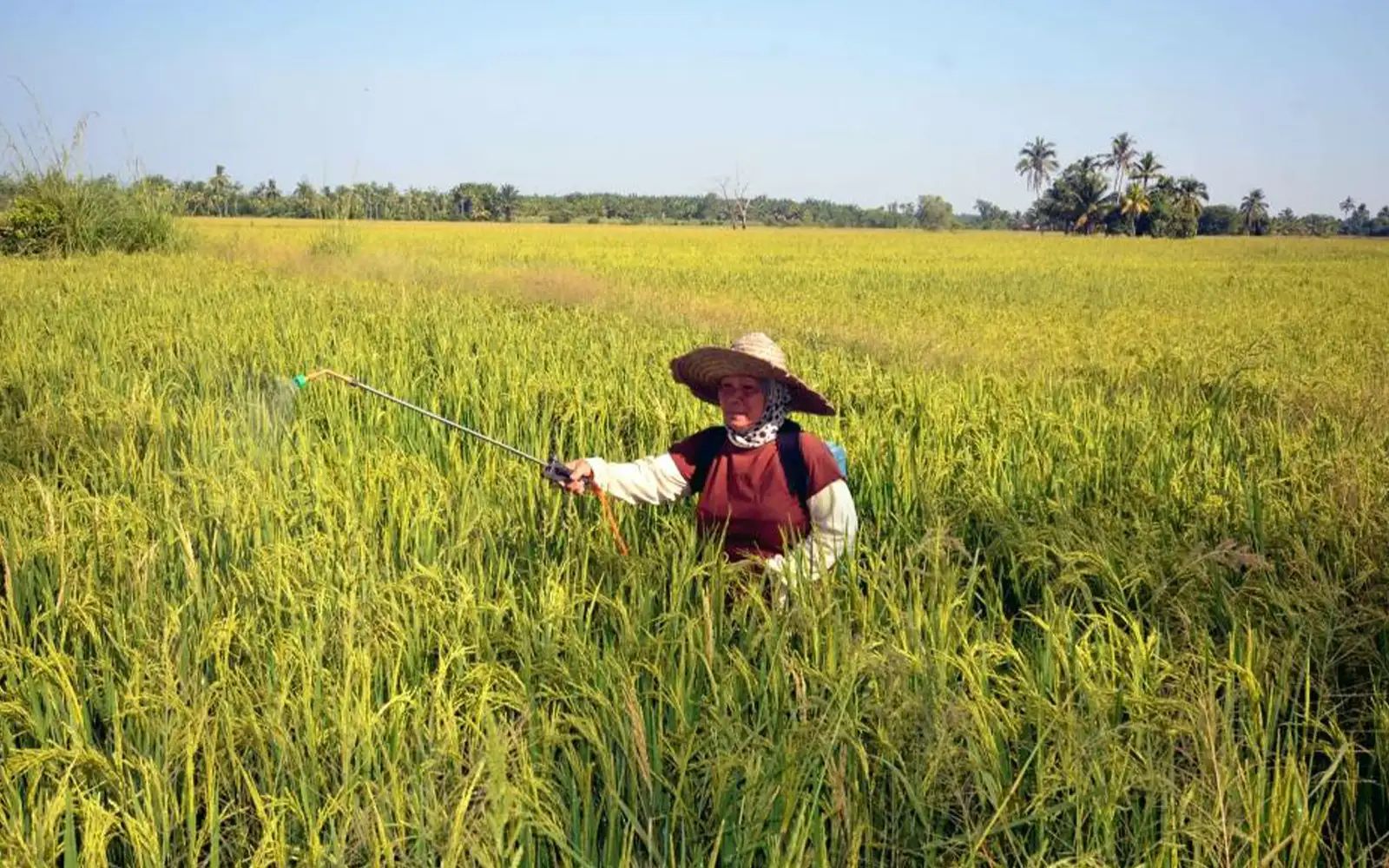 field (Bernama pic) 6526