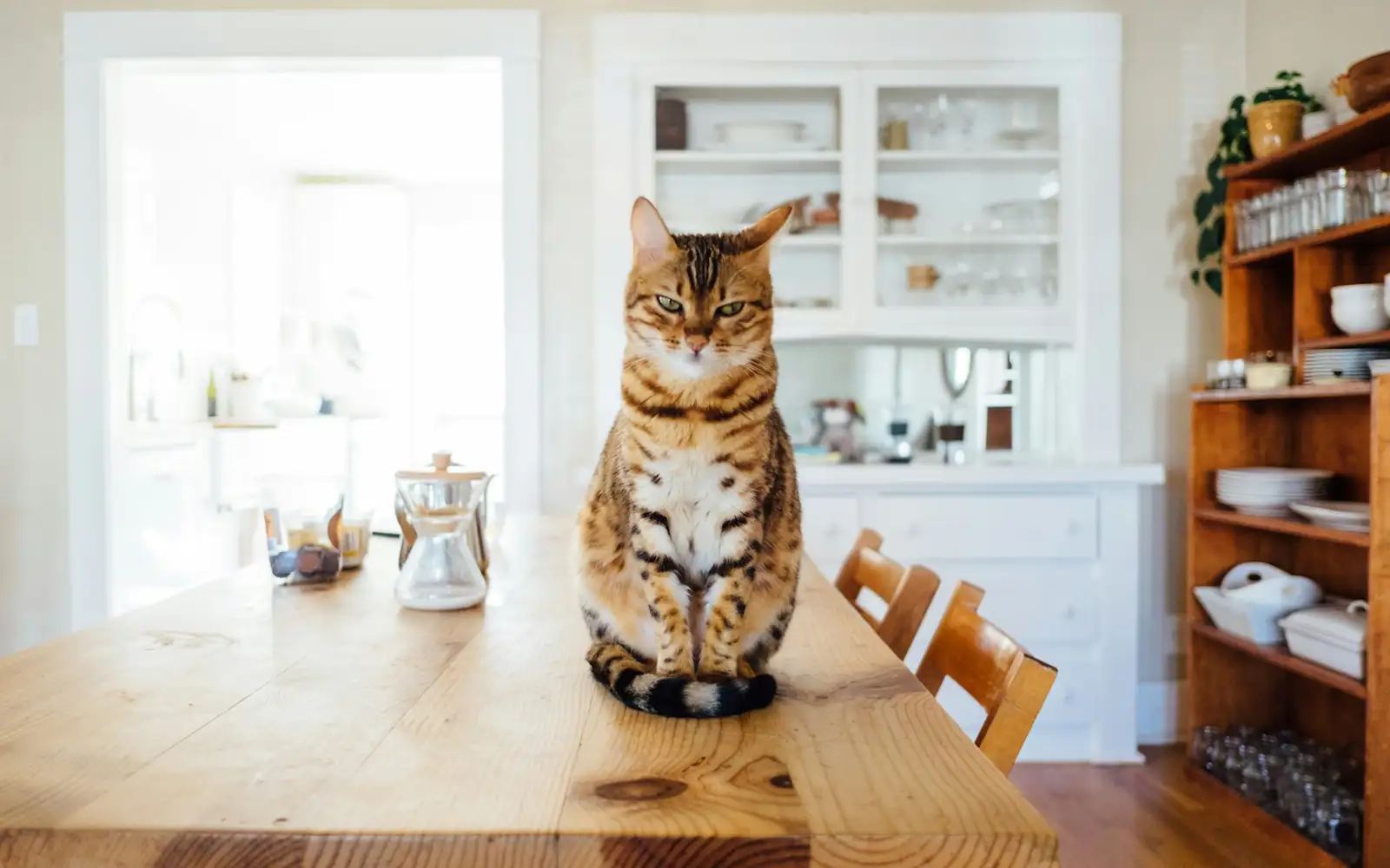 oyen
