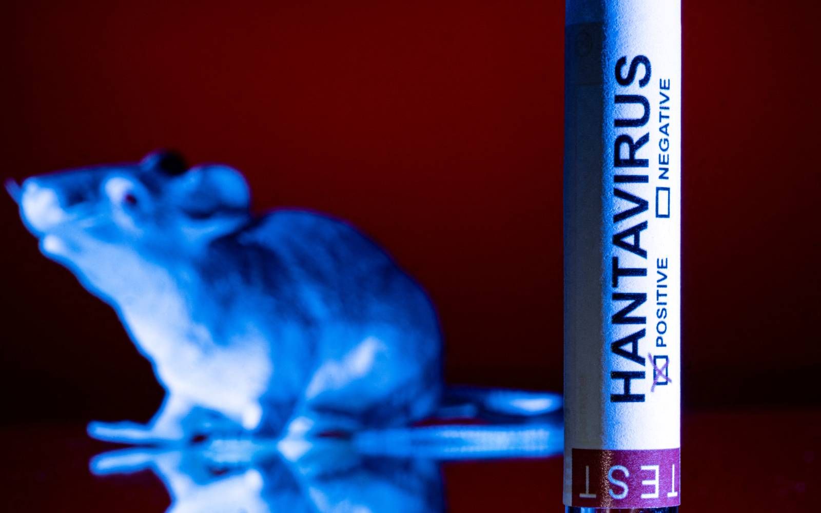 hantavirus
