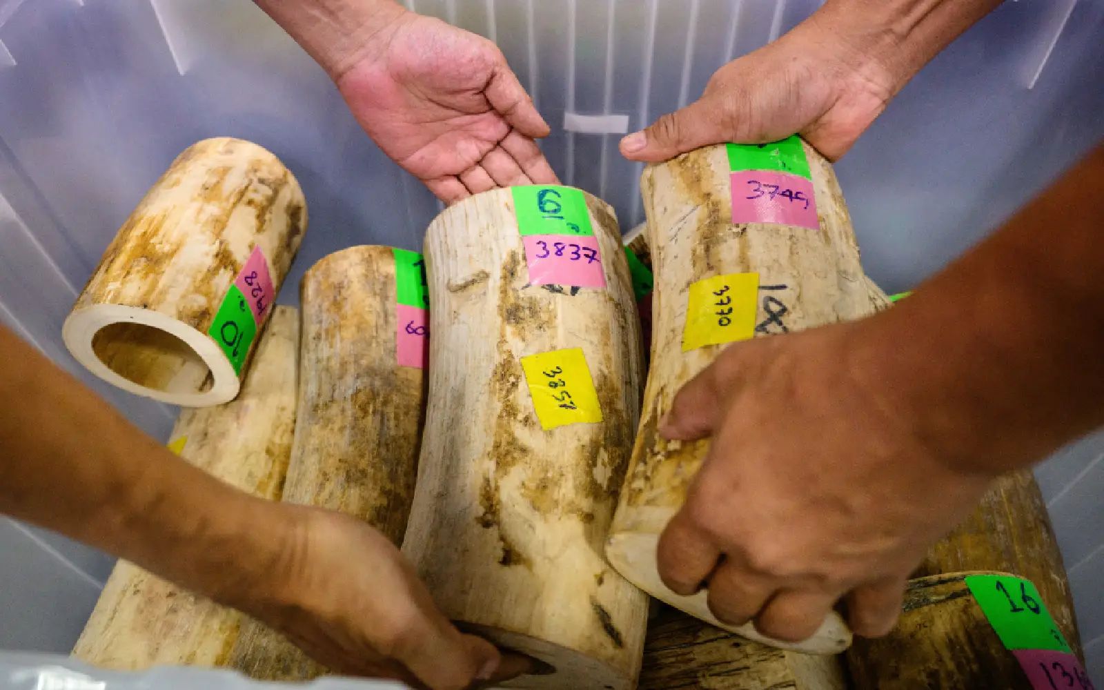 Pieces of seized ivory are packed away after a press conference at the Central Investigation Bureau (CIB) in Bangkok on May 11, 2026. Thai police announced the largest seizure of smuggled ivory in a decade on May 11, with nine detained Thais accused of trying to sell 250 kilograms of elephant tusks from Africa via Facebook.
