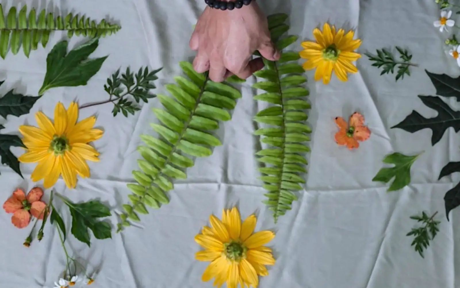 leaves 