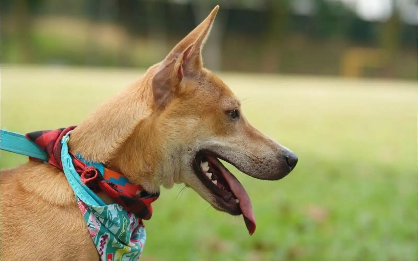 dog 