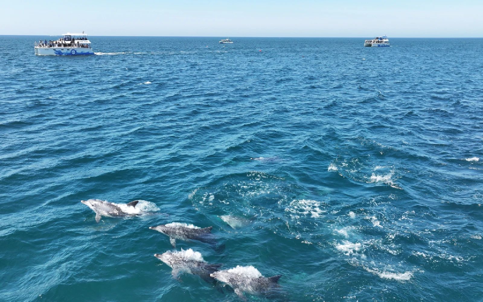 A pod of Indo-Pacific bottlenose dolphins (Tursiops aduncus) swims in waters off Seogwipo, Jeju Island, South Korea, 18 May 2026. EPA/YONHAP SOUTH KOREA OUT