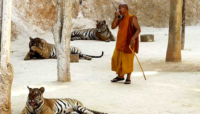 Tug-of-war resumes over Thai temple tigers