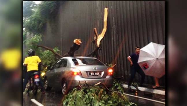 Storm lashes federal capital, trees fall on cars