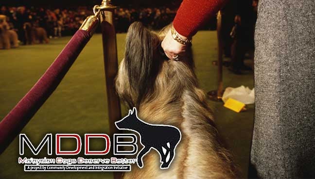 Dog shows: Trainers must have proper certification