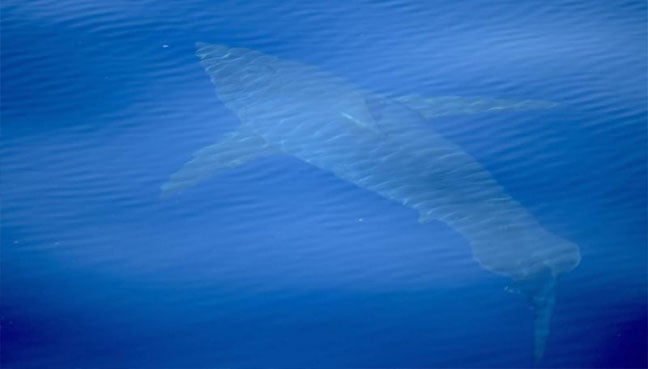 Great white spotted off Spain in decades first