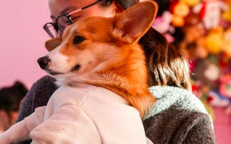 ‘Hello Corgi’: Short-legged dogs shine at Shanghai cafe