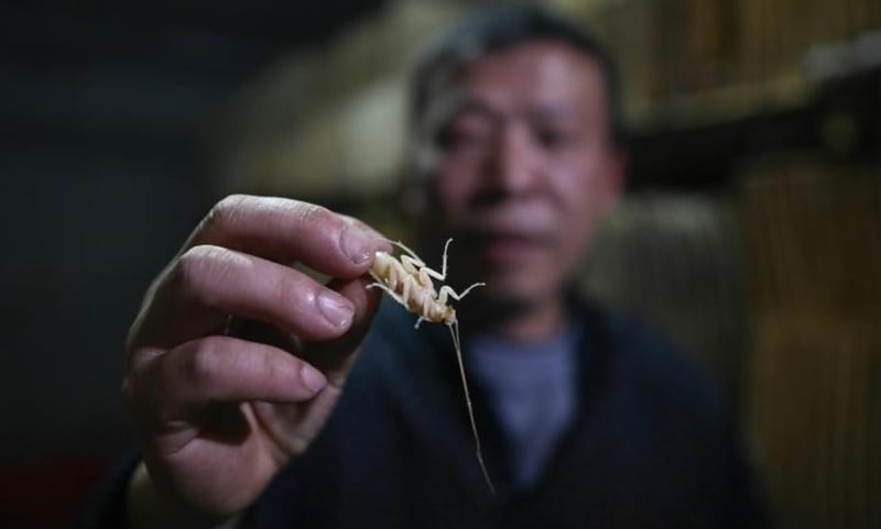 Papa roach: Chinese farmer breeds bugs for the table
