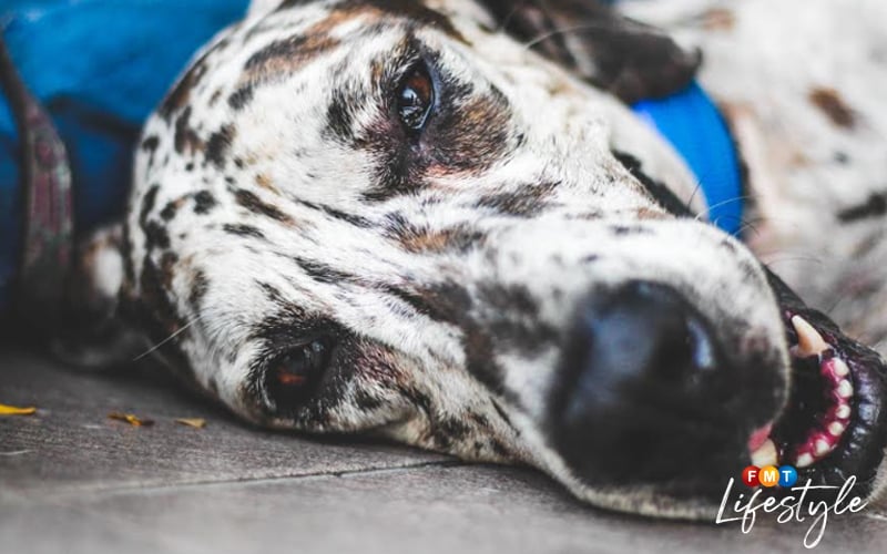 My name is Ammu: A dog’s tale