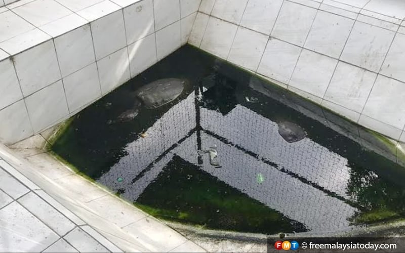 At a dirty ‘mini-zoo’ travellers throw coins at turtles for luck