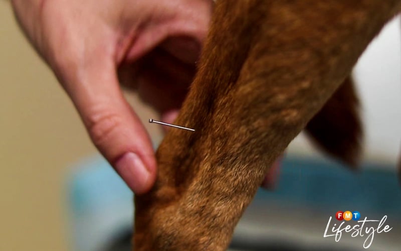 Beijing’s pet lovers turn to acupuncture for their furkids