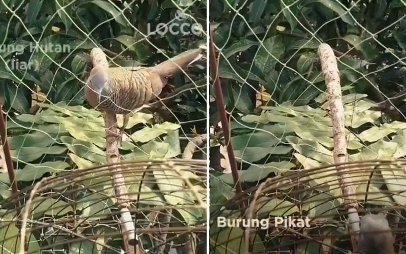 Environmentalists in a flap over Tourism Selangor’s bird trapping video