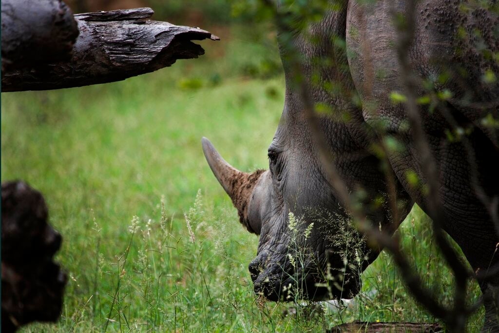 Singapore jails S. African man for smuggling rhino horns