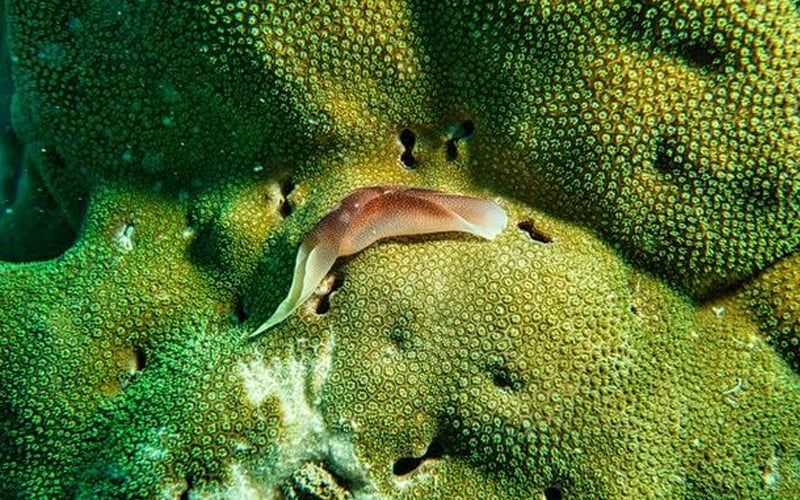 Corals’ colour indicates its resilience to climate change