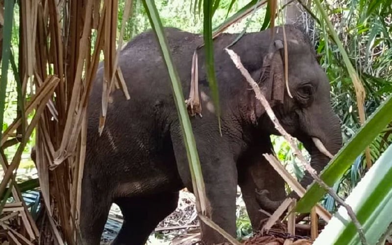 Gajah ditangkap berkeliaran sekitar kem tentera