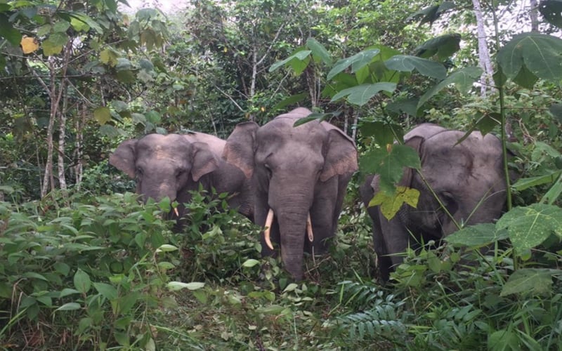 Perhilitan tangkap tiga gajah berkeliaran berhampiran hentian sebelah Simpang Renggam
