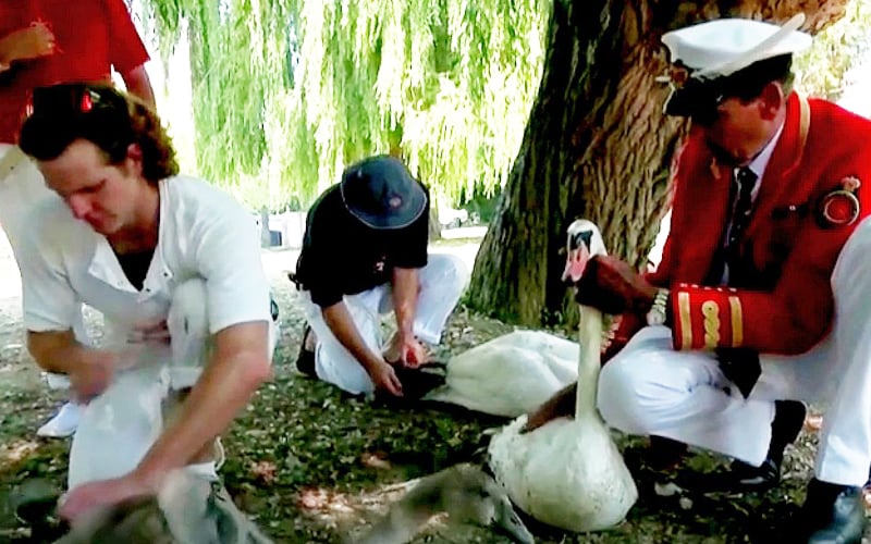 Royal officials return to Thames for annual swan census