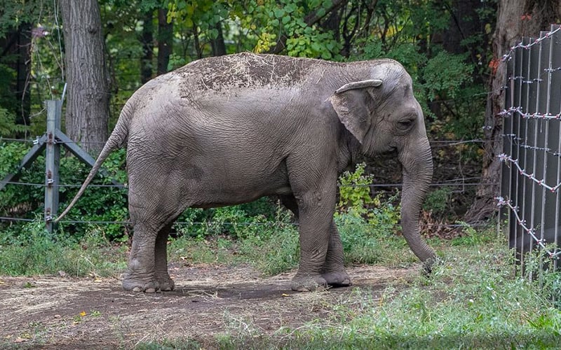 ‘Are dogs still pets?’ judge asks as activists try to free elephant