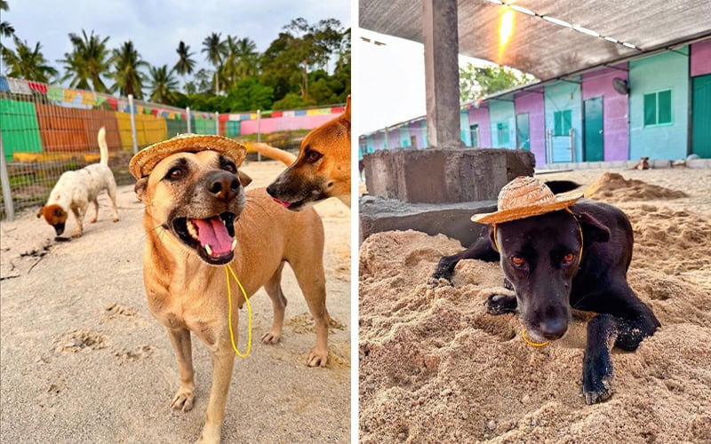 These 4 animal rescuers urgently need your help