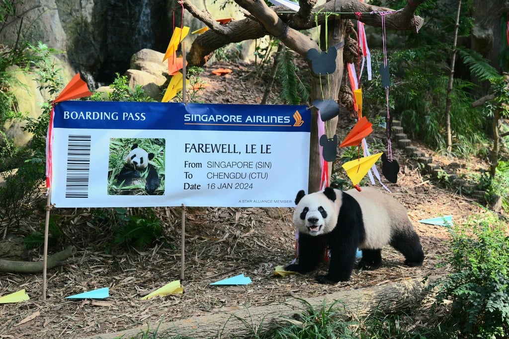 Singapore bids farewell to China-bound panda cub