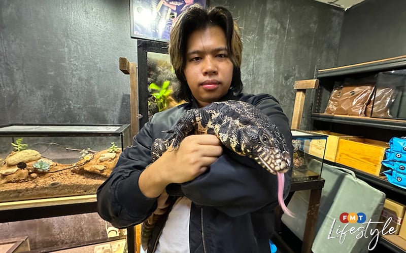 Meet Zebra, the intelligent and free-spirited Argentine tegu