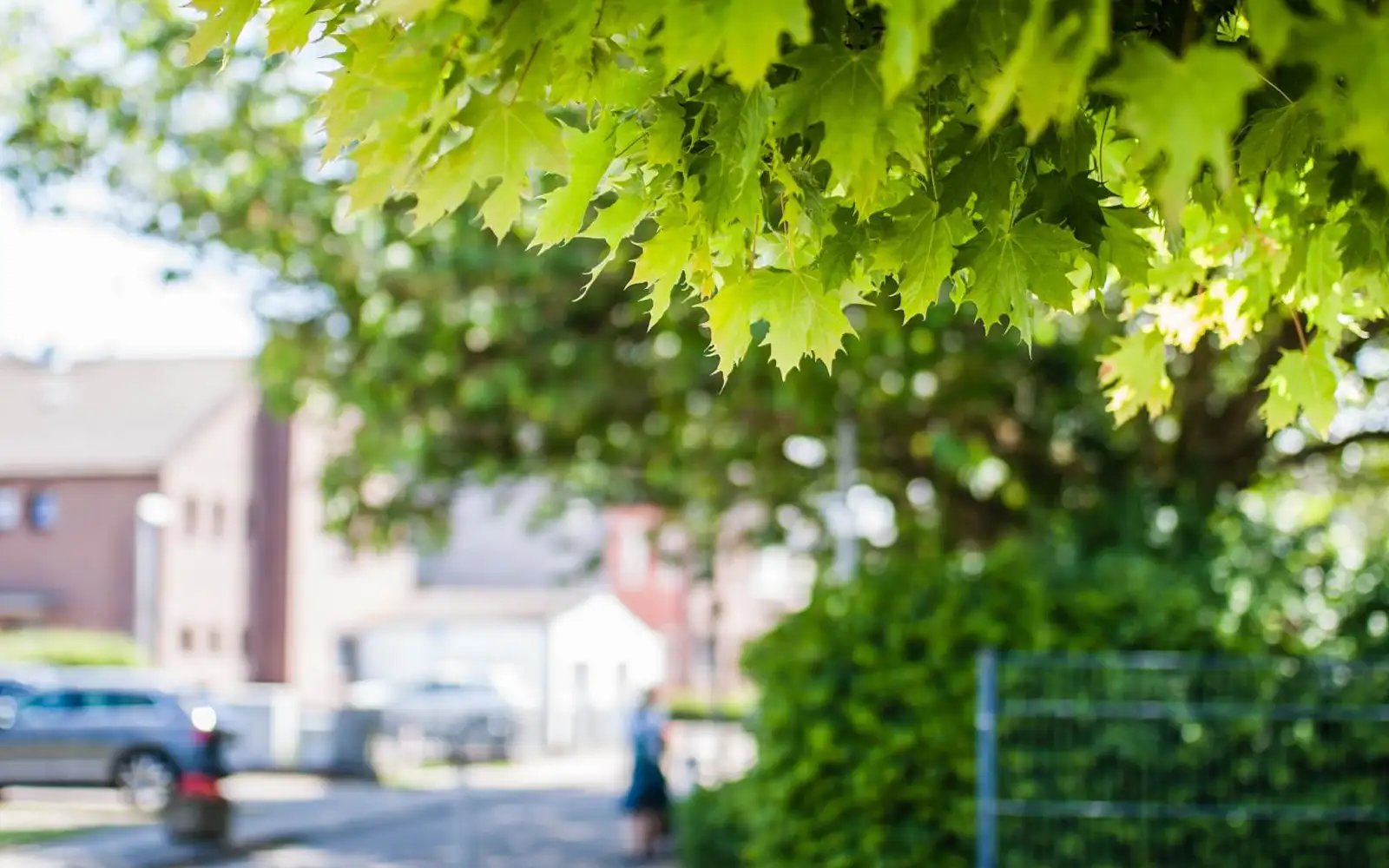 Living on green streets can help you sleep better