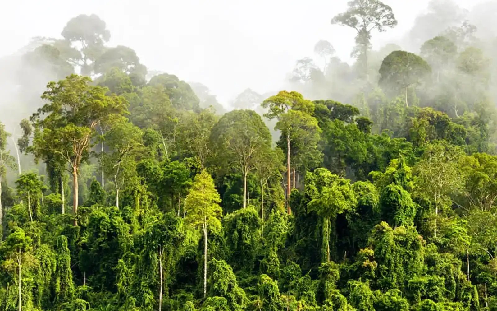 Commercial logging moratorium still in force, says Selangor MB