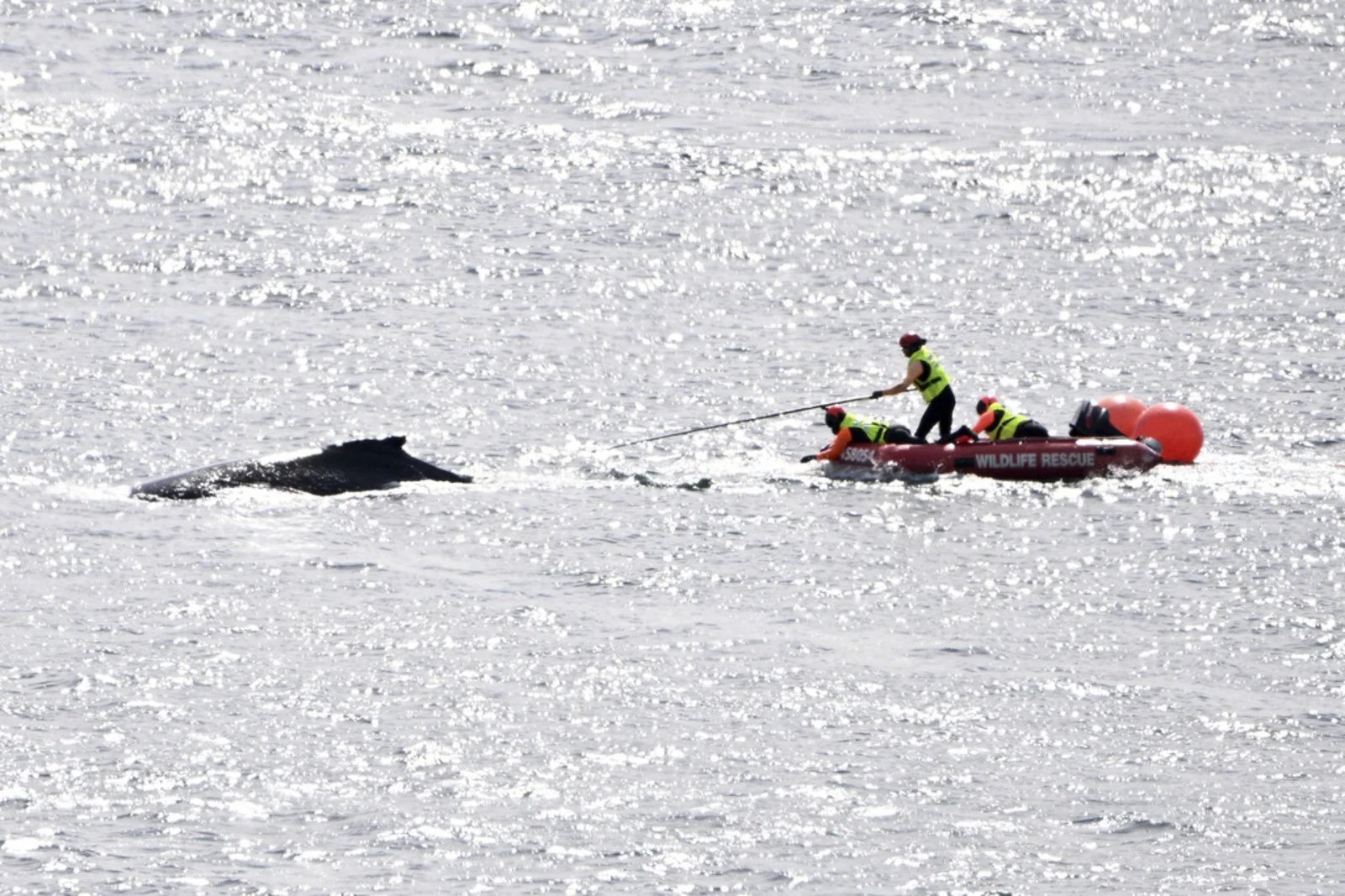 Humpback whale freed from Sydney Harbour after 22-hour ordeal