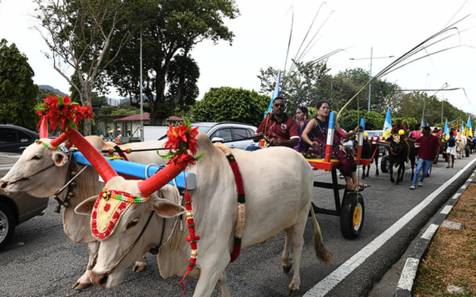 Penang marks ponggal with 21 bullock carts in parade