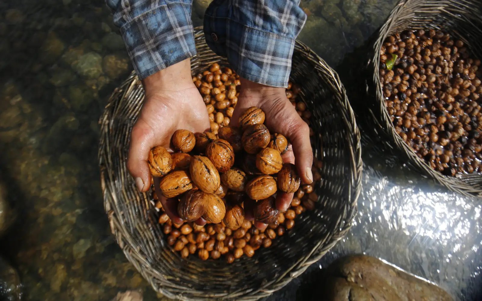In Kyrgyzstan, world’s largest natural walnut forest thins away