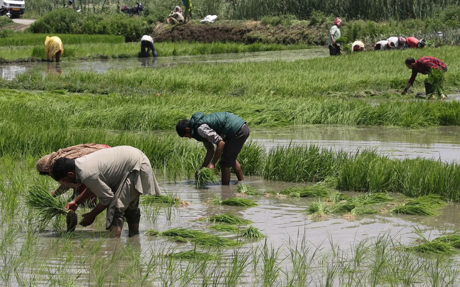 India’s domination of global rice trade stokes looming water crisis
