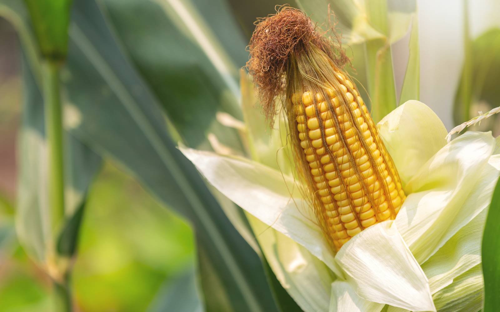 EU reaches accord on new generation of genetically modified crops