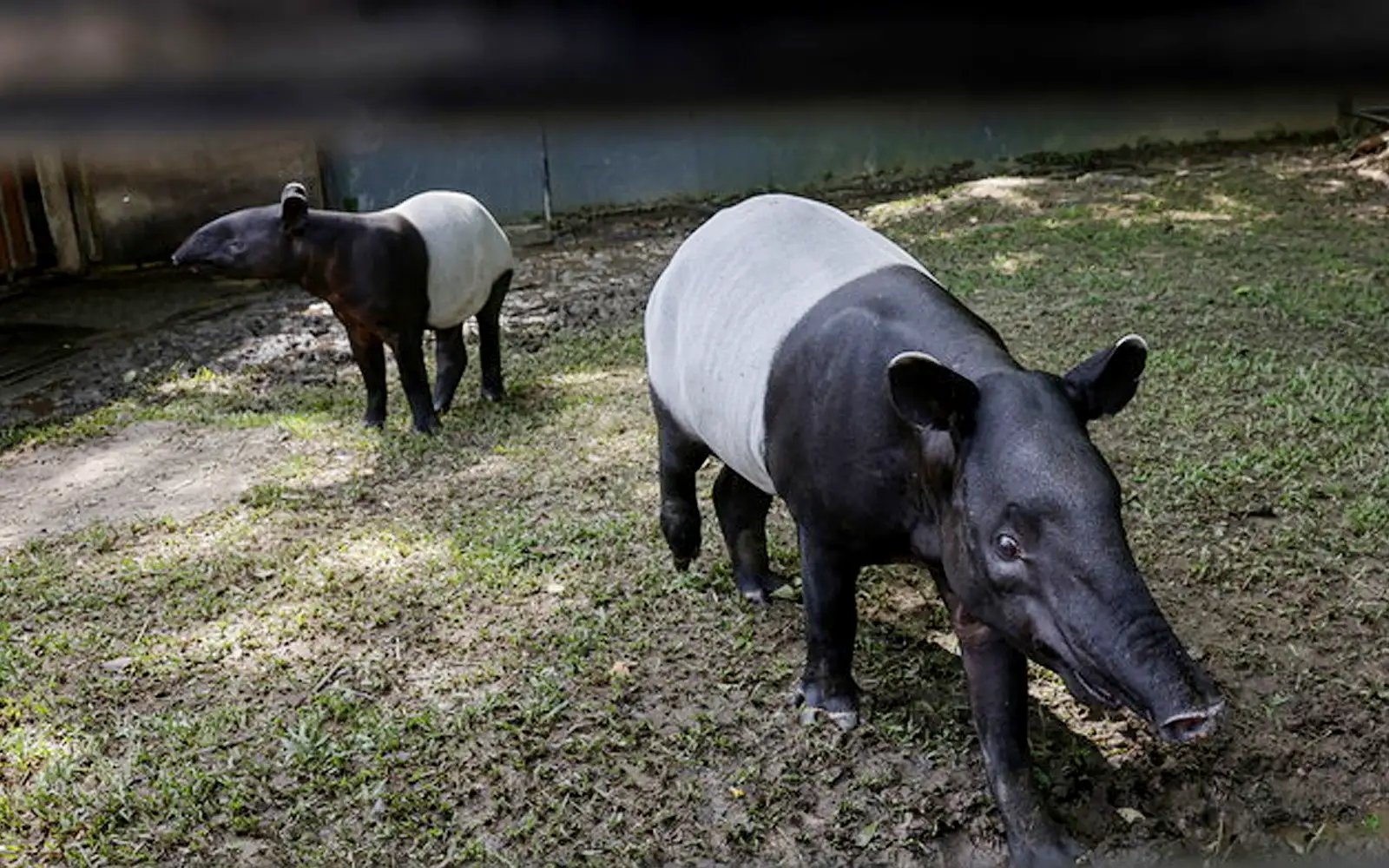 Male tapir found dead, believed hit by vehicle in Kemaman