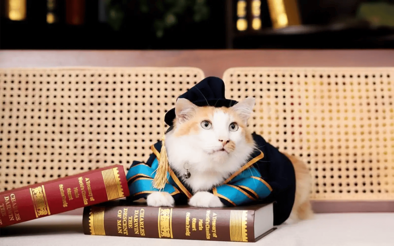 Meet Tenet, the cat who ‘graduated’ with his human