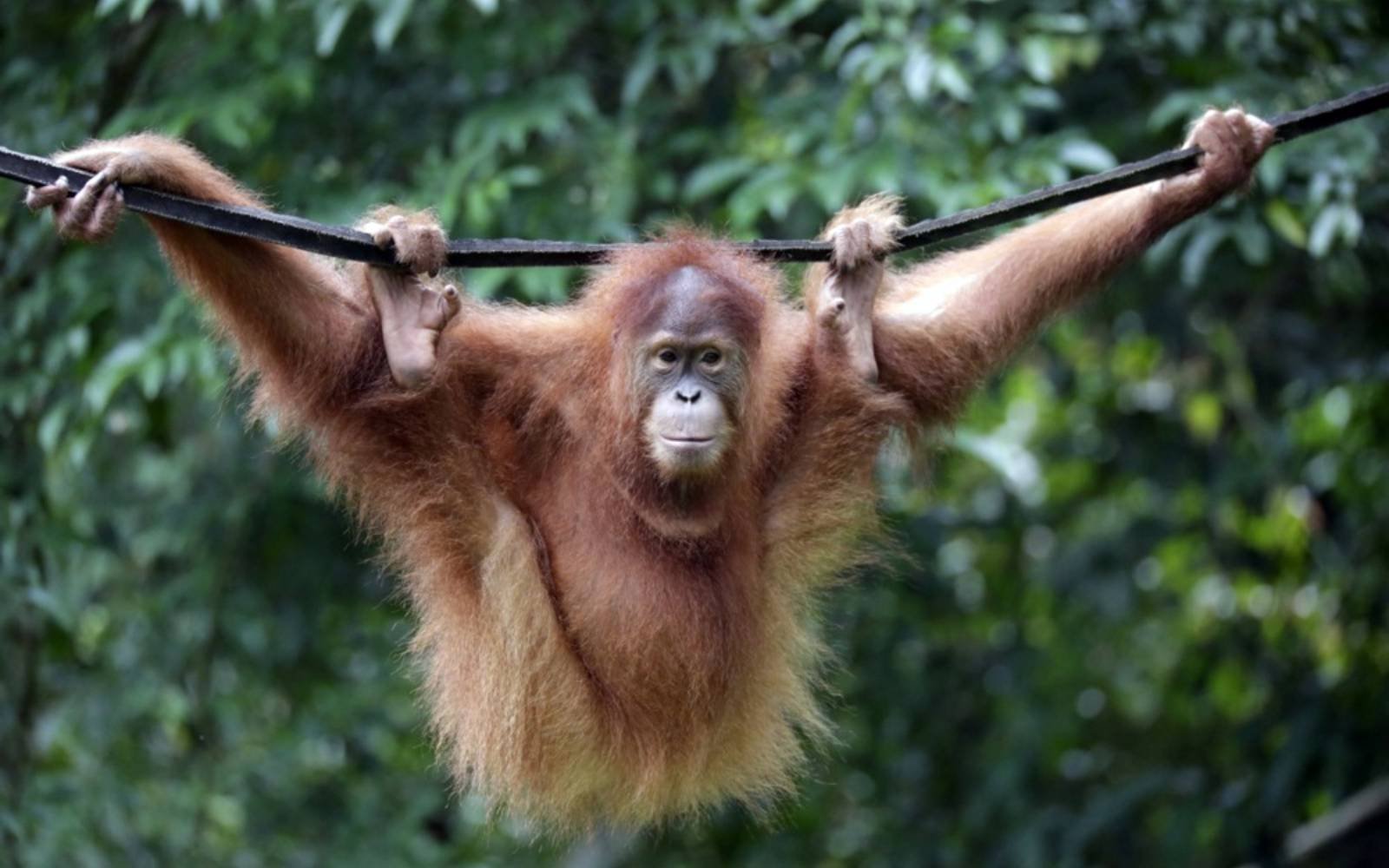 Orangutans at risk as Indonesia’s floods devastate habitat