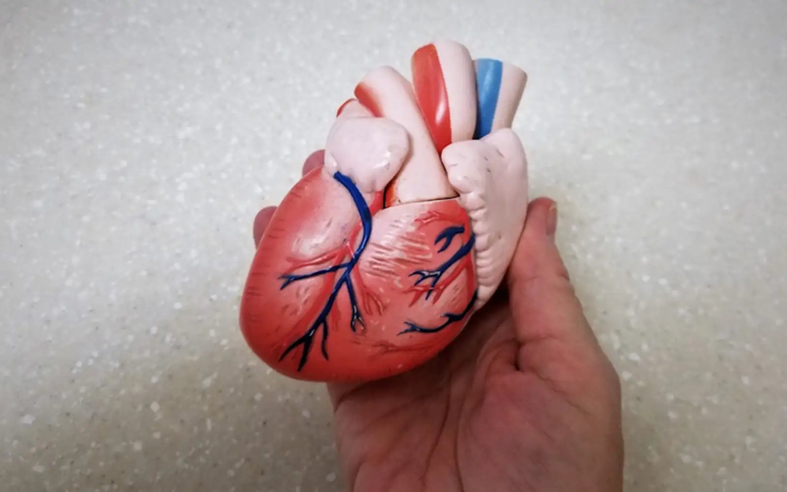 Human hearts ‘can regrow muscle cells after heart attack’