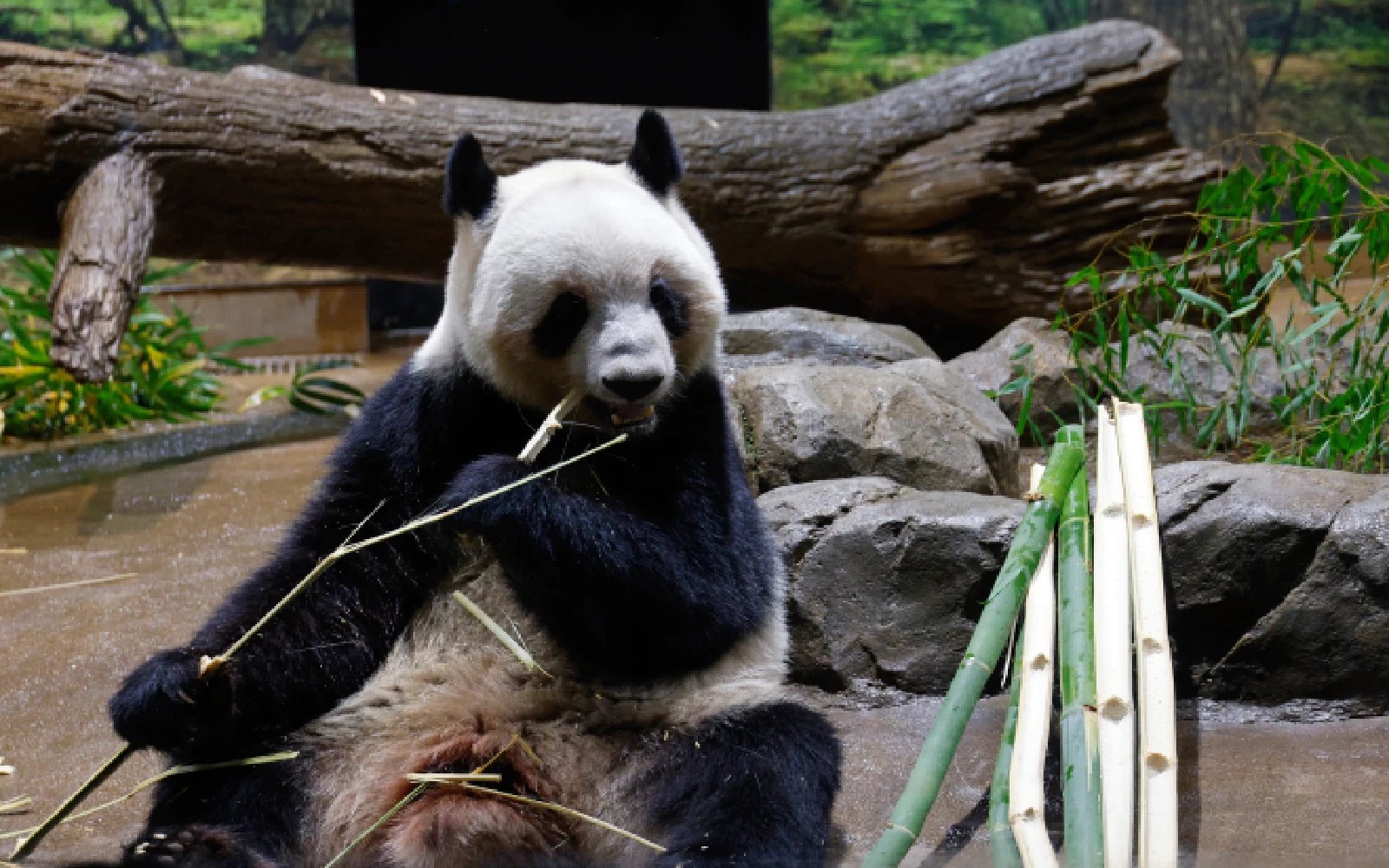 Tokyo zoo pandas to leave Japan on Jan 27