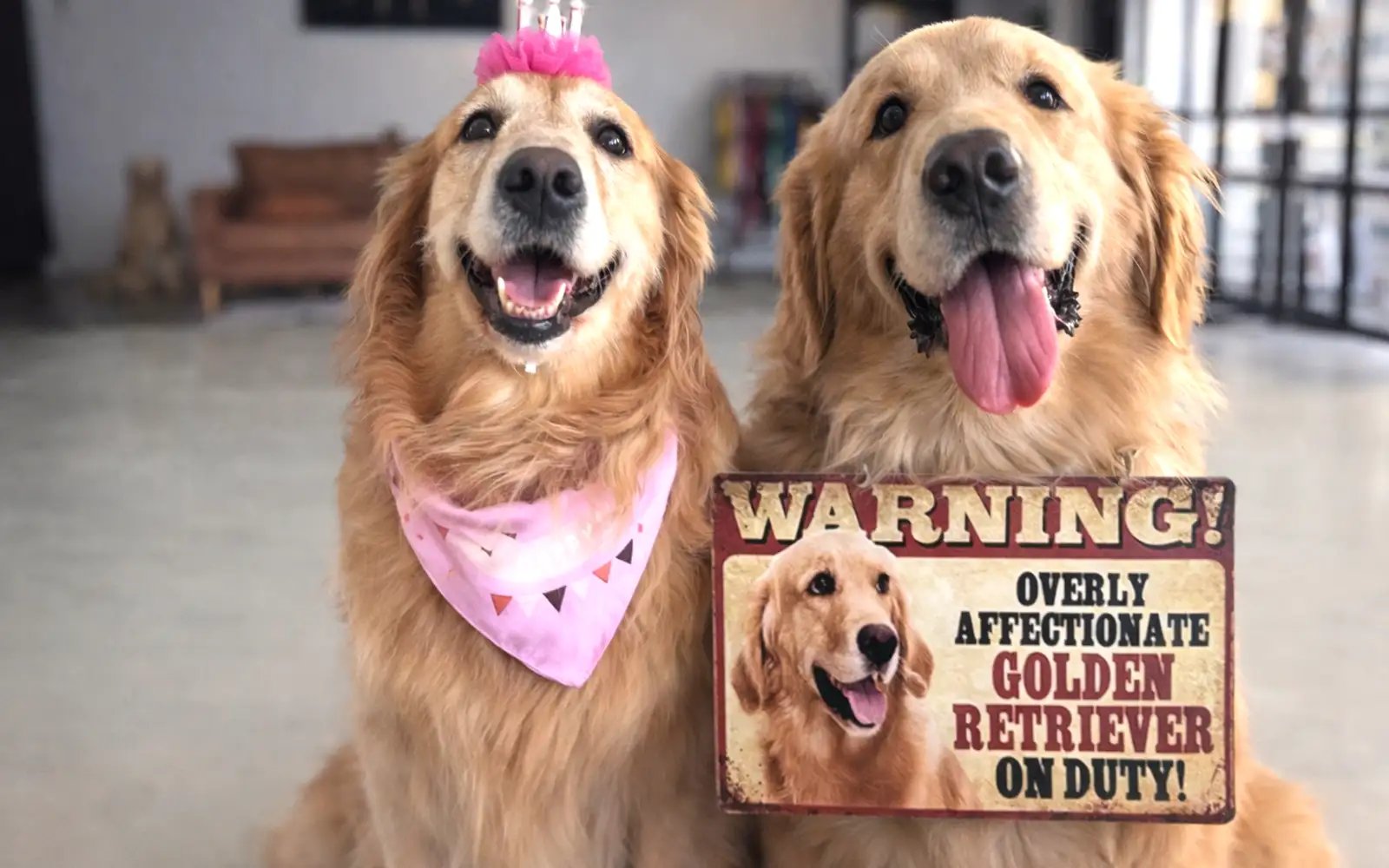 Dance with dogs and do good at The Dance Pulse this CNY