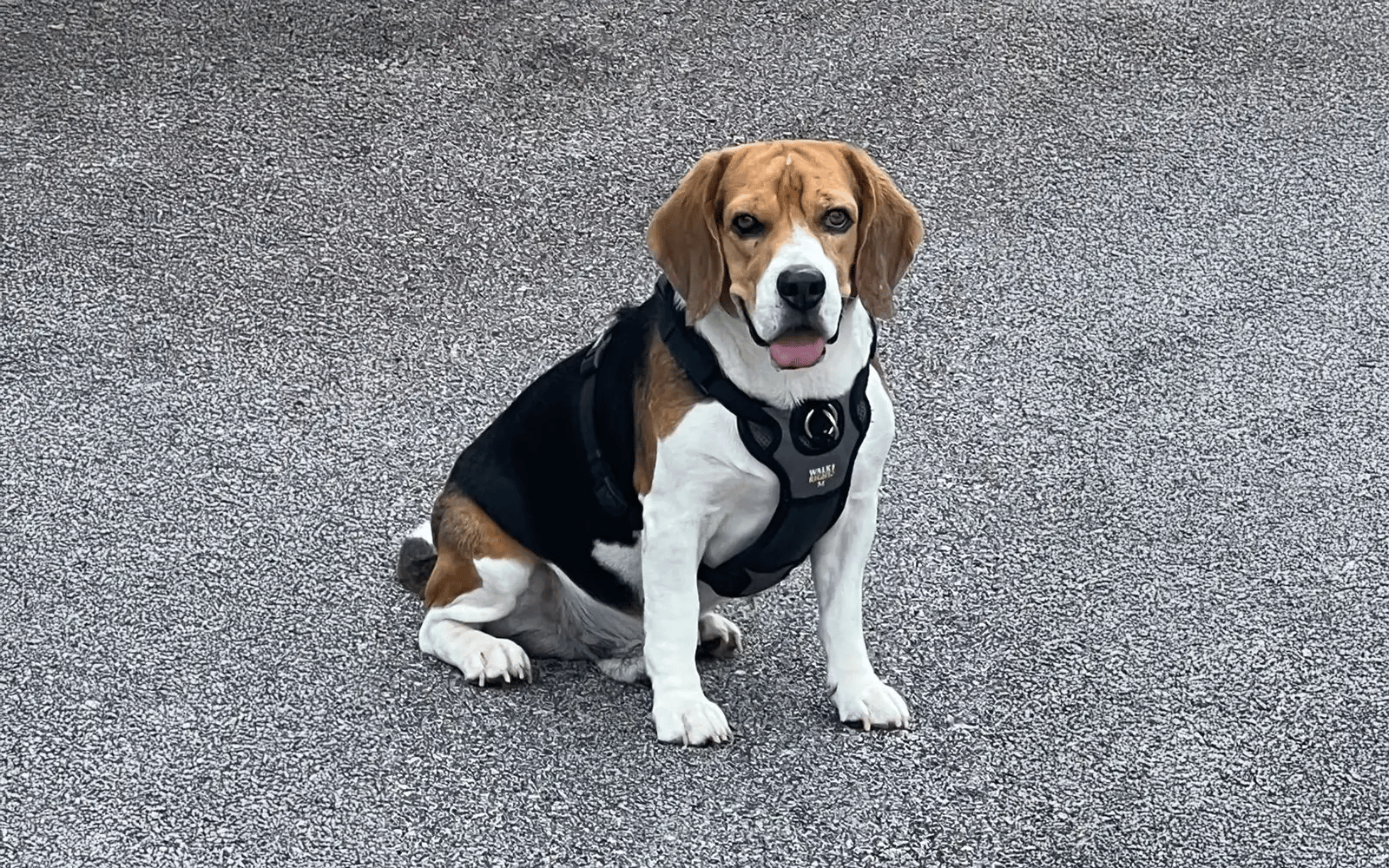 Kes saman kecuaian veterinar dibicarakan di P Pinang minggu depan