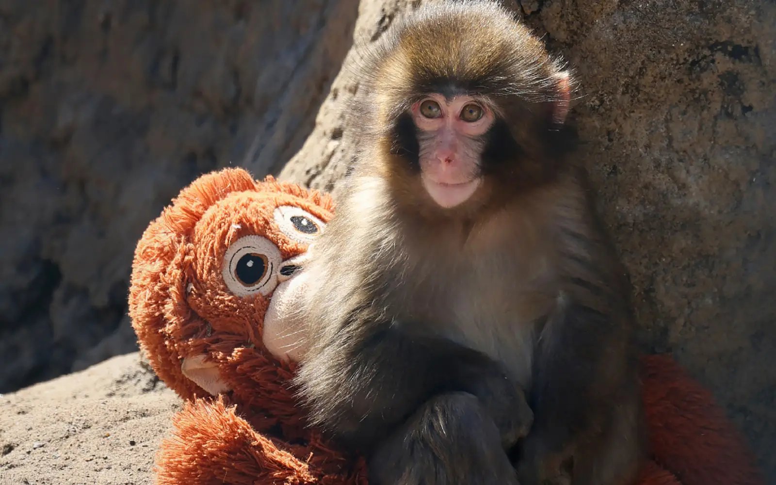 Fans flock to Japanese zoo to see viral baby monkey Punch