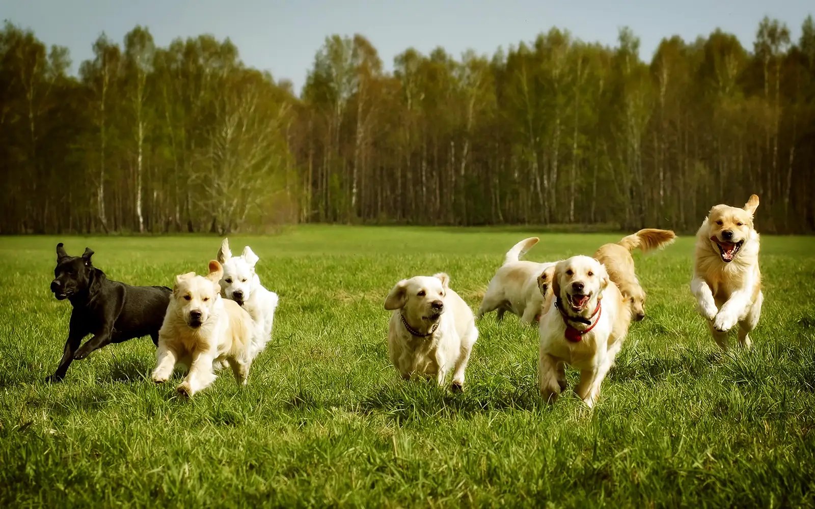 The dogs are out and they’re seeking your help!