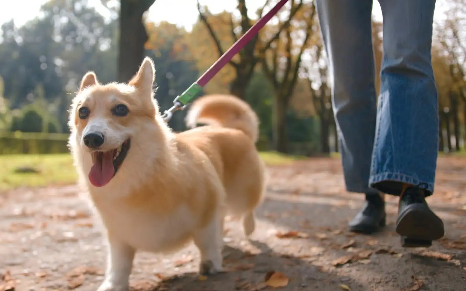 UK scientists seek answers to spinal disease affecting corgis